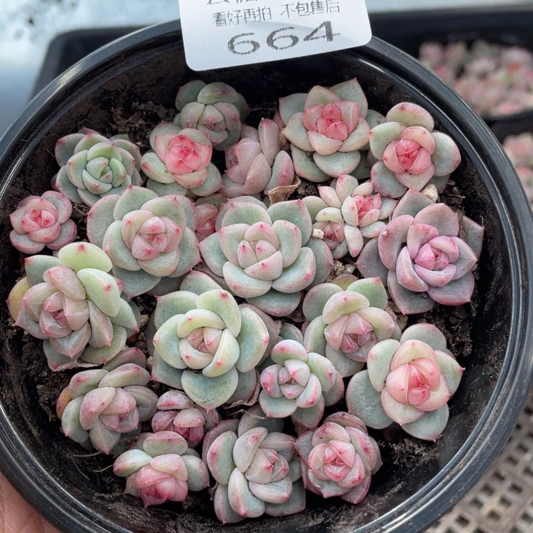云糖心多肉植物664