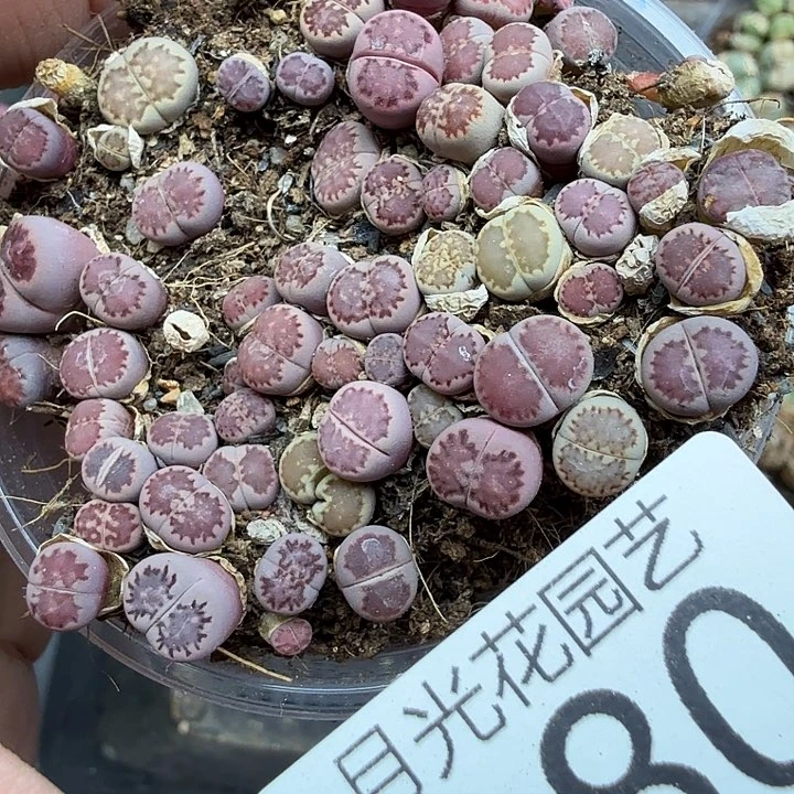 好喜欢看肖蘸唱歌跳舞打180