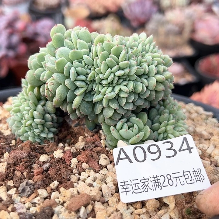 ?***꧂幸运颜色白色的小裙子