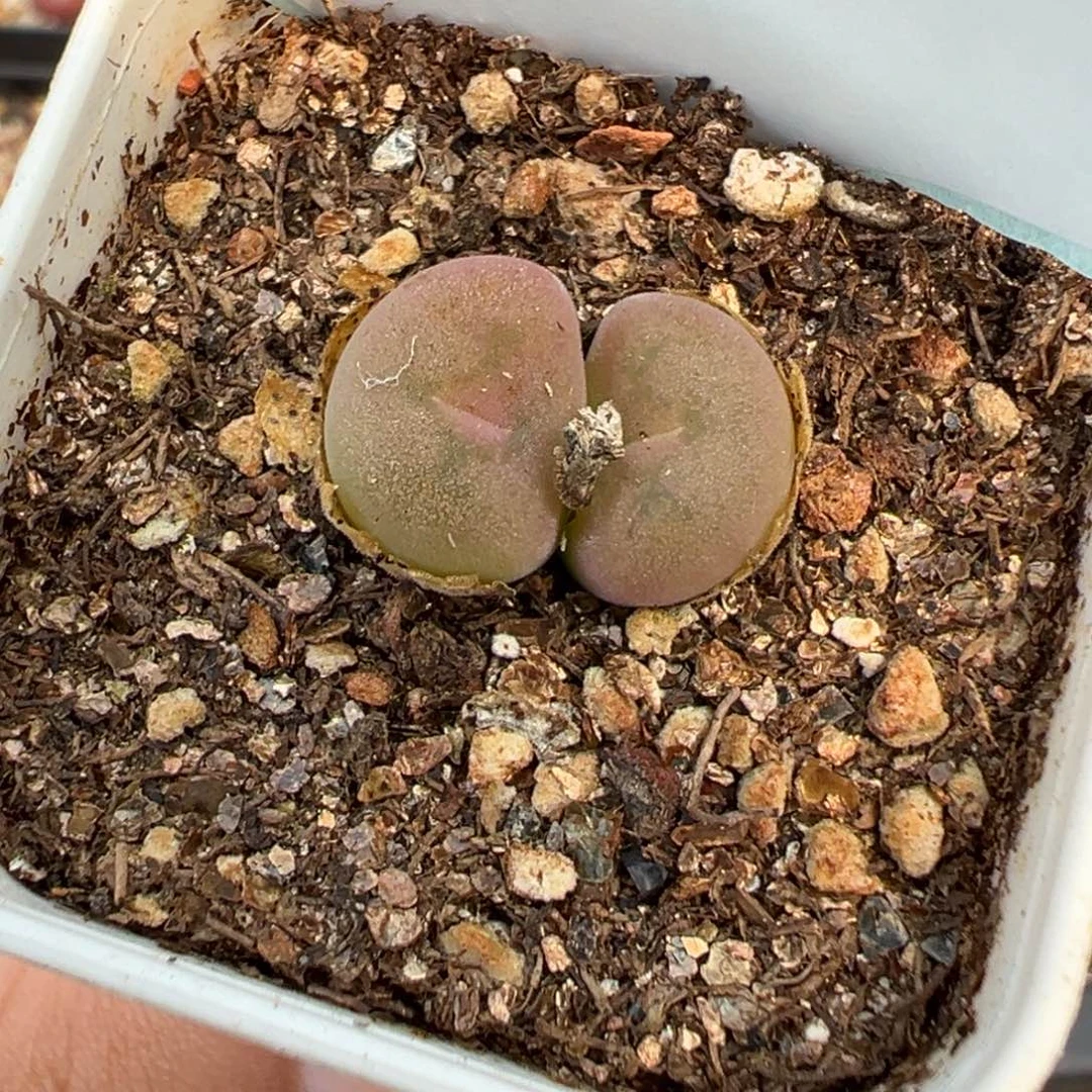 16-25空卡佛多肉植物