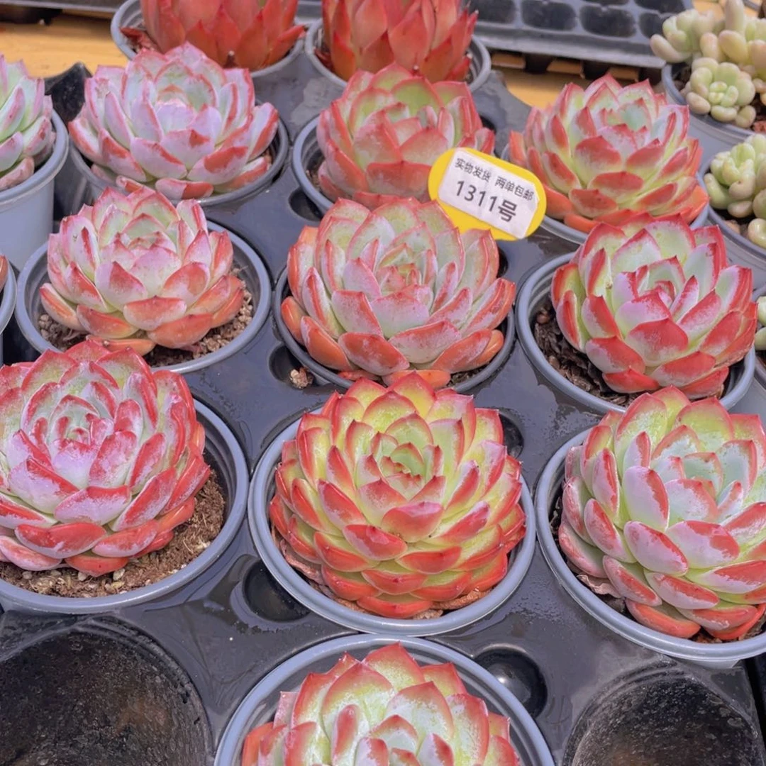 1311号 草莓杏仁大单头母本一个