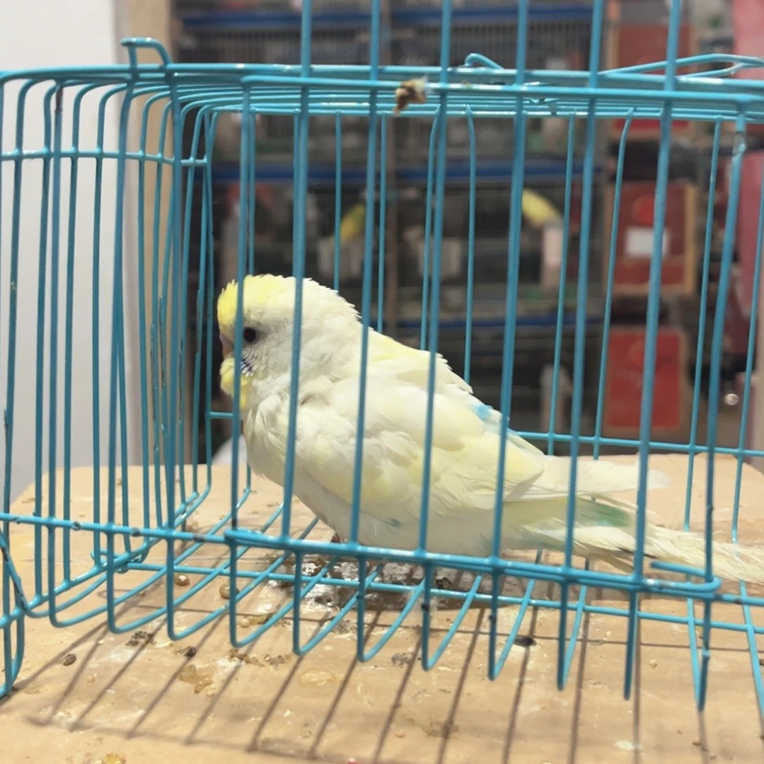 虎皮鹦鹉我的小姐姐