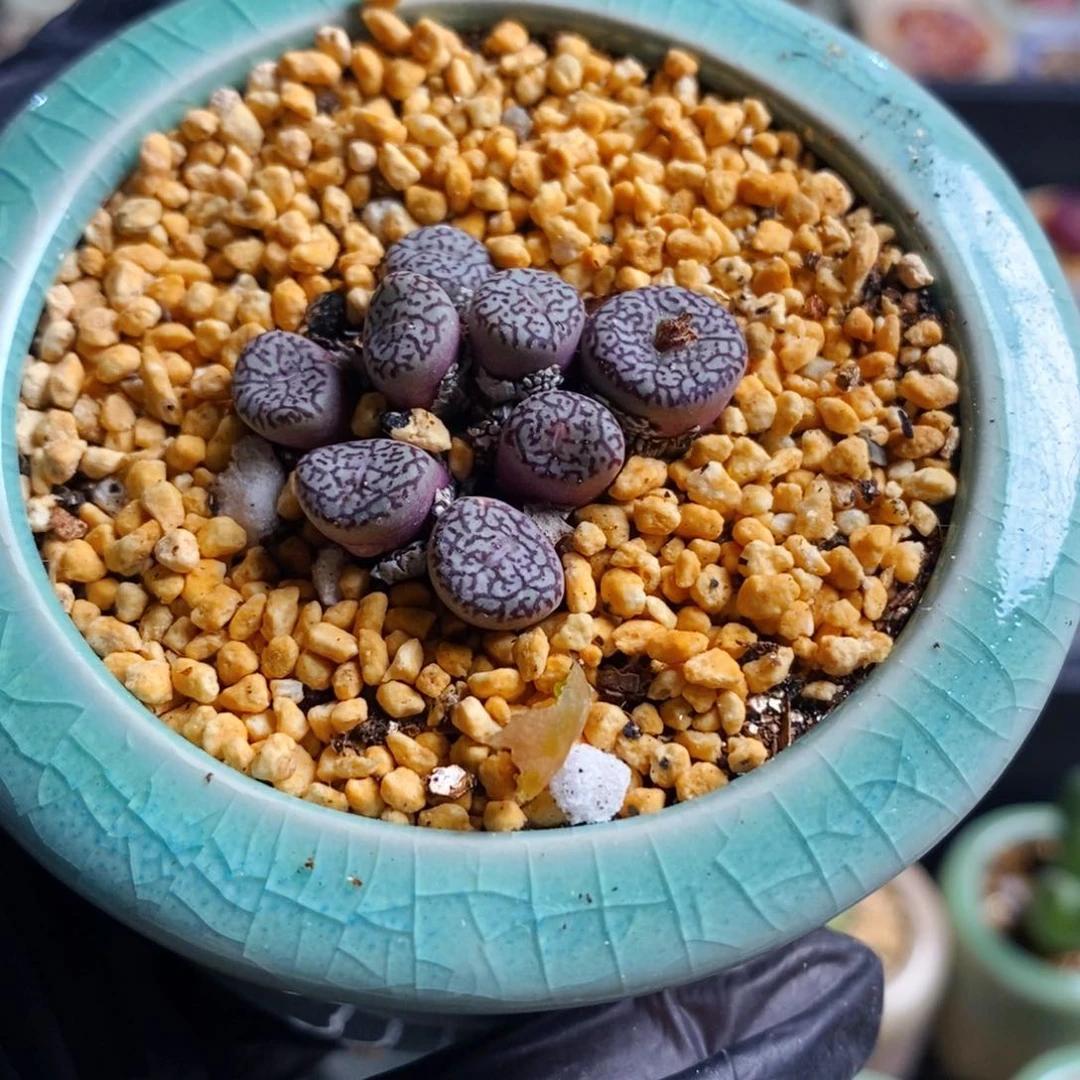 1694-一物一拍带盆