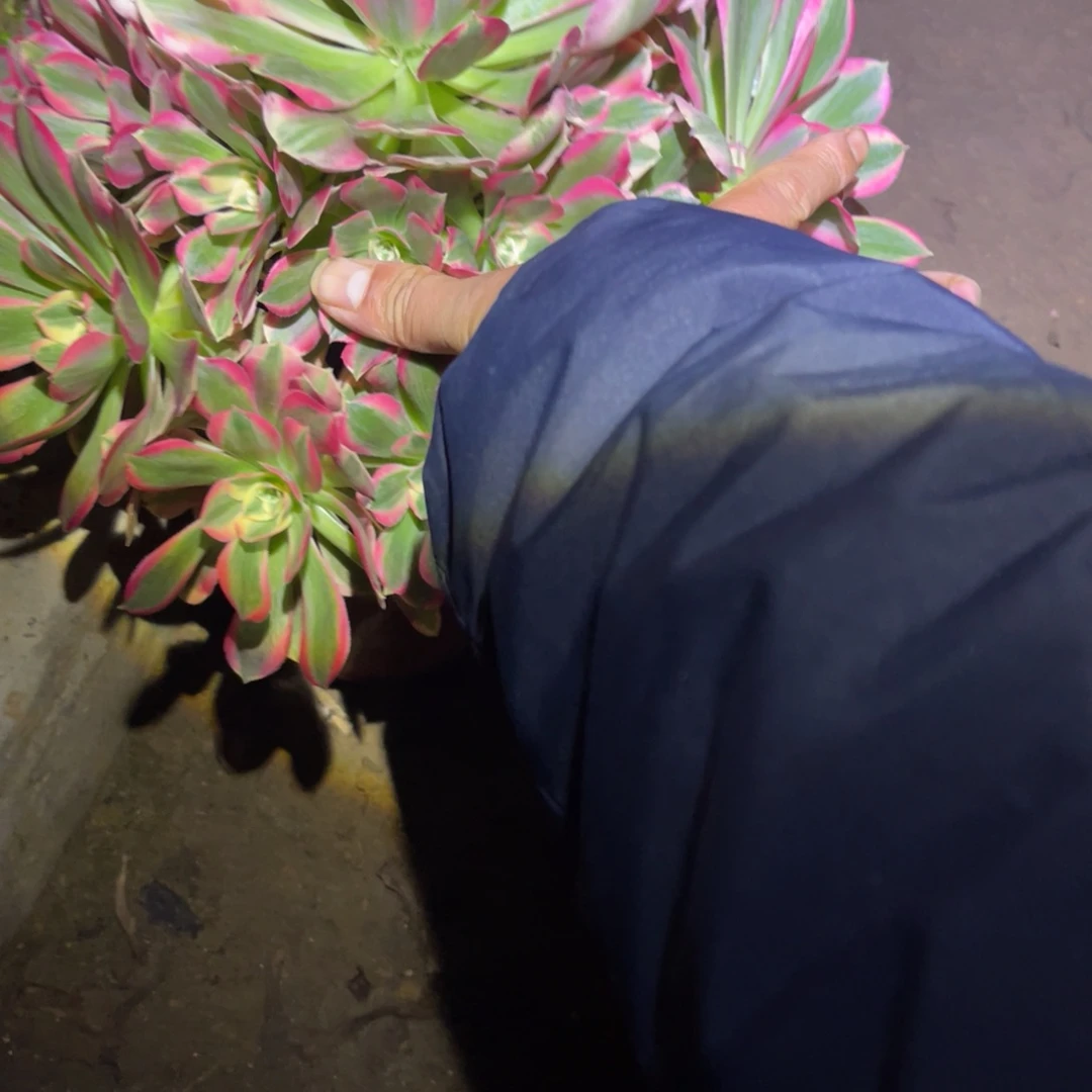 12-31-13布加迪法师锦