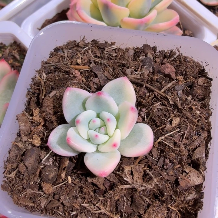 香槟锦多肉植物一物一拍