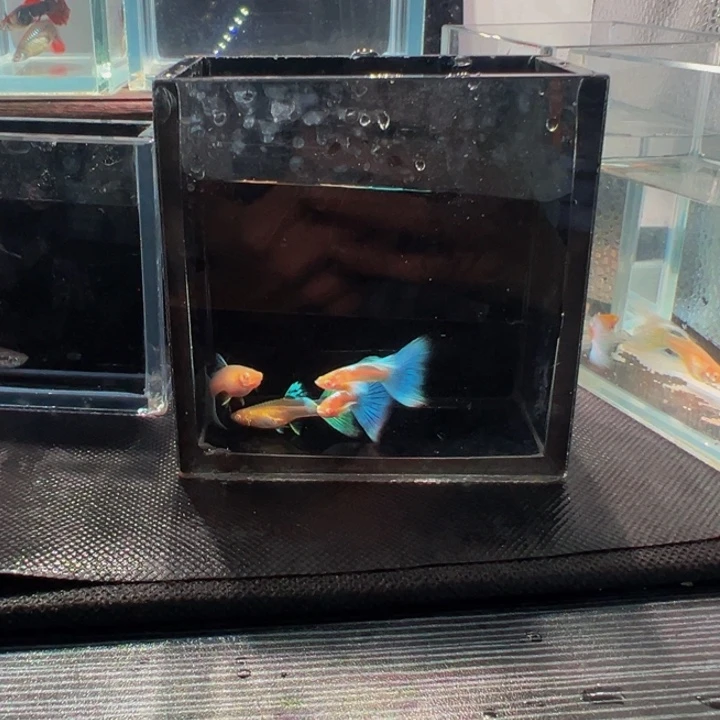 孔雀鱼蓝白飞船俩对