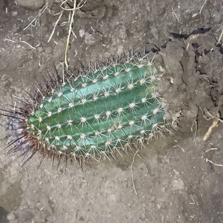 用****2清清玫瑰根带花4