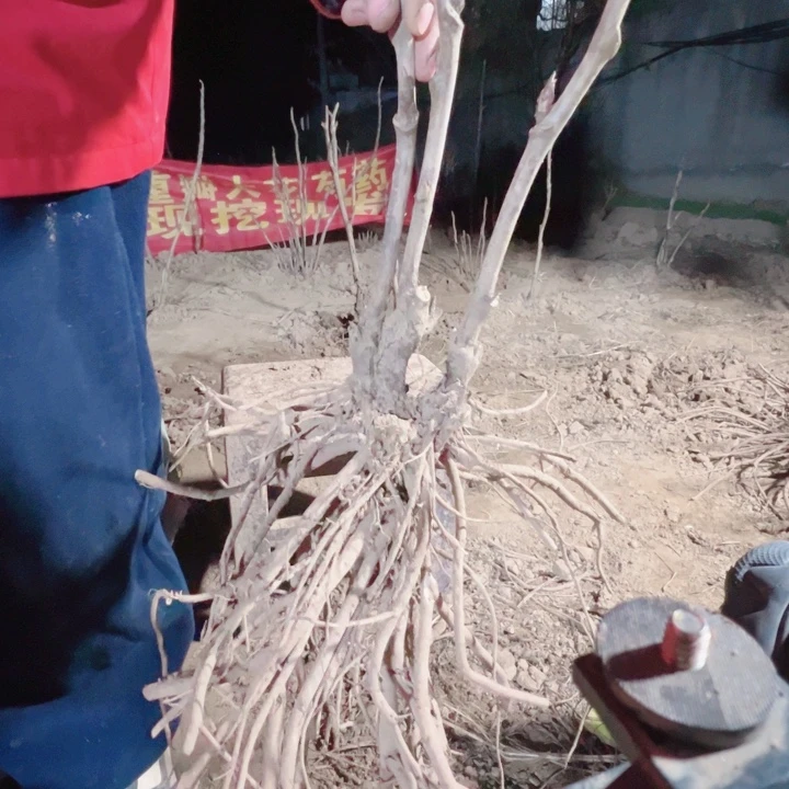 当前无花栽培后可以开花擎天粉