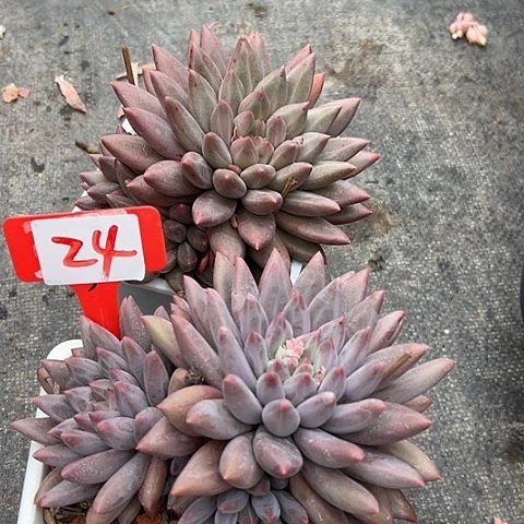 24美人带盆2个多肉