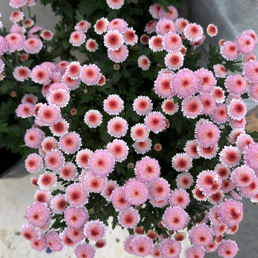 菊花珠玉之卵耐寒多年生小菊室内阳台绿植花卉盆栽