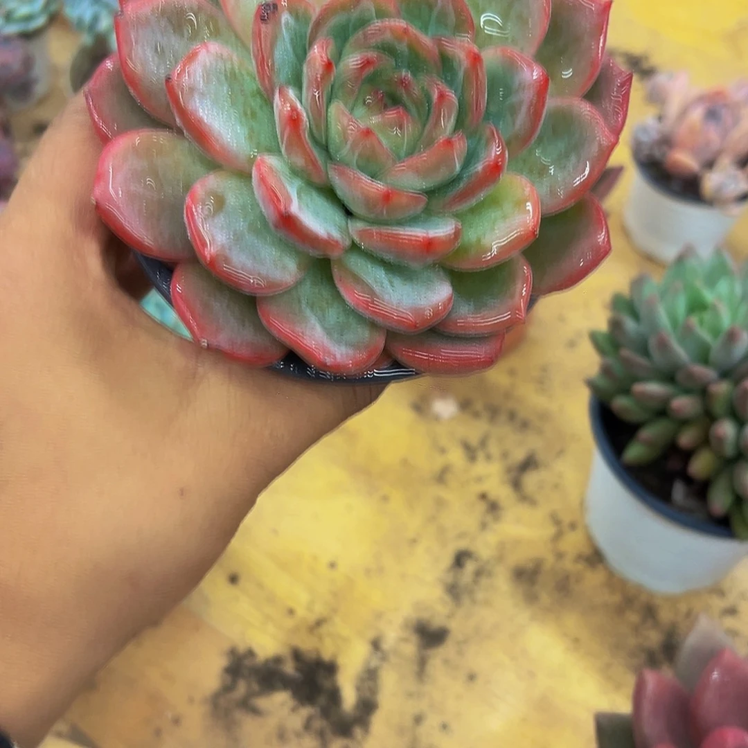 ༠****好养活多肉植物251