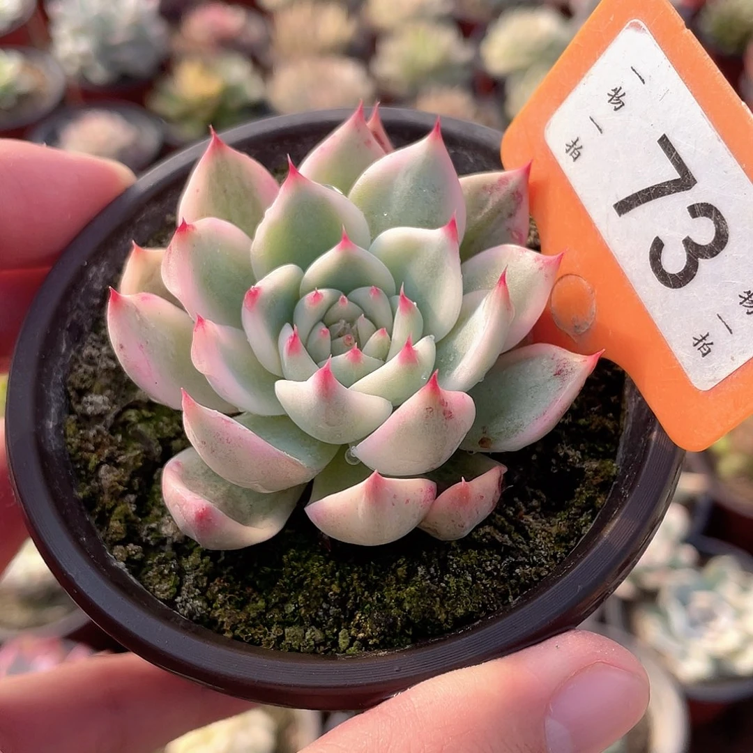 吉娃娃锦73号多肉植物