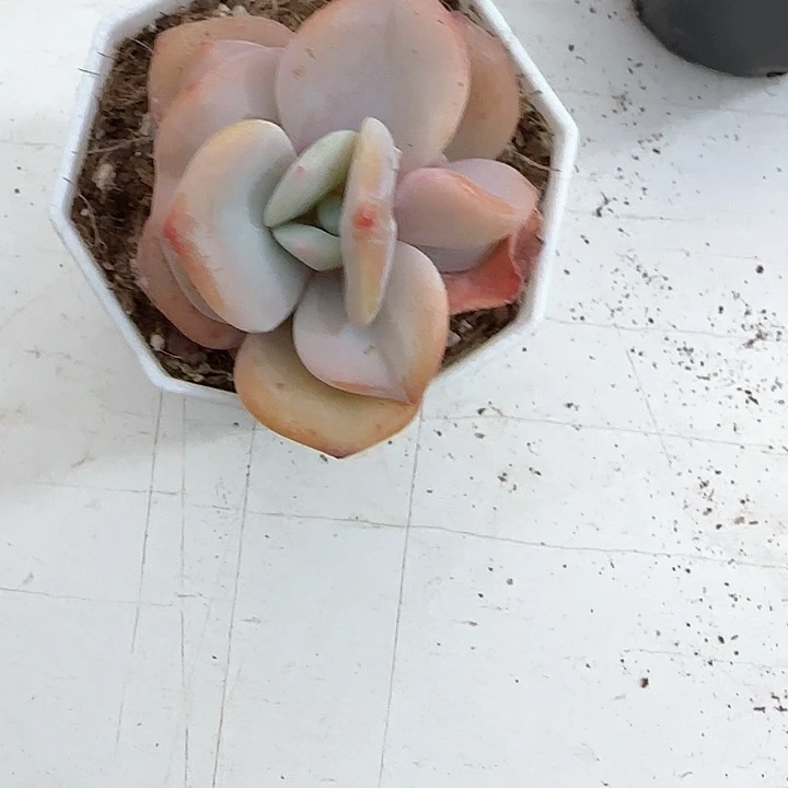 青蛙王子儿童牙膏111