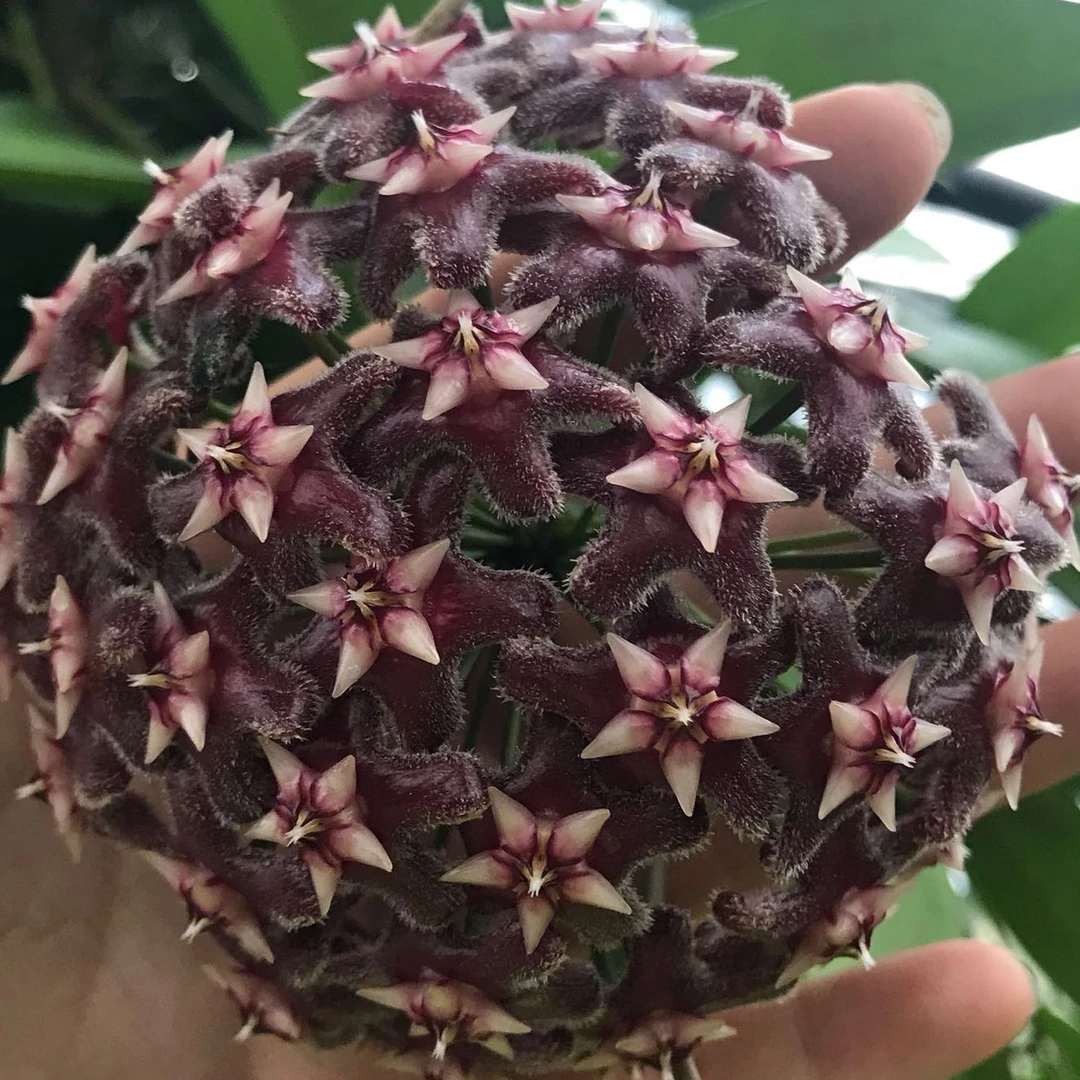 太行【黑龙】品种球兰经典大花高颜值品种