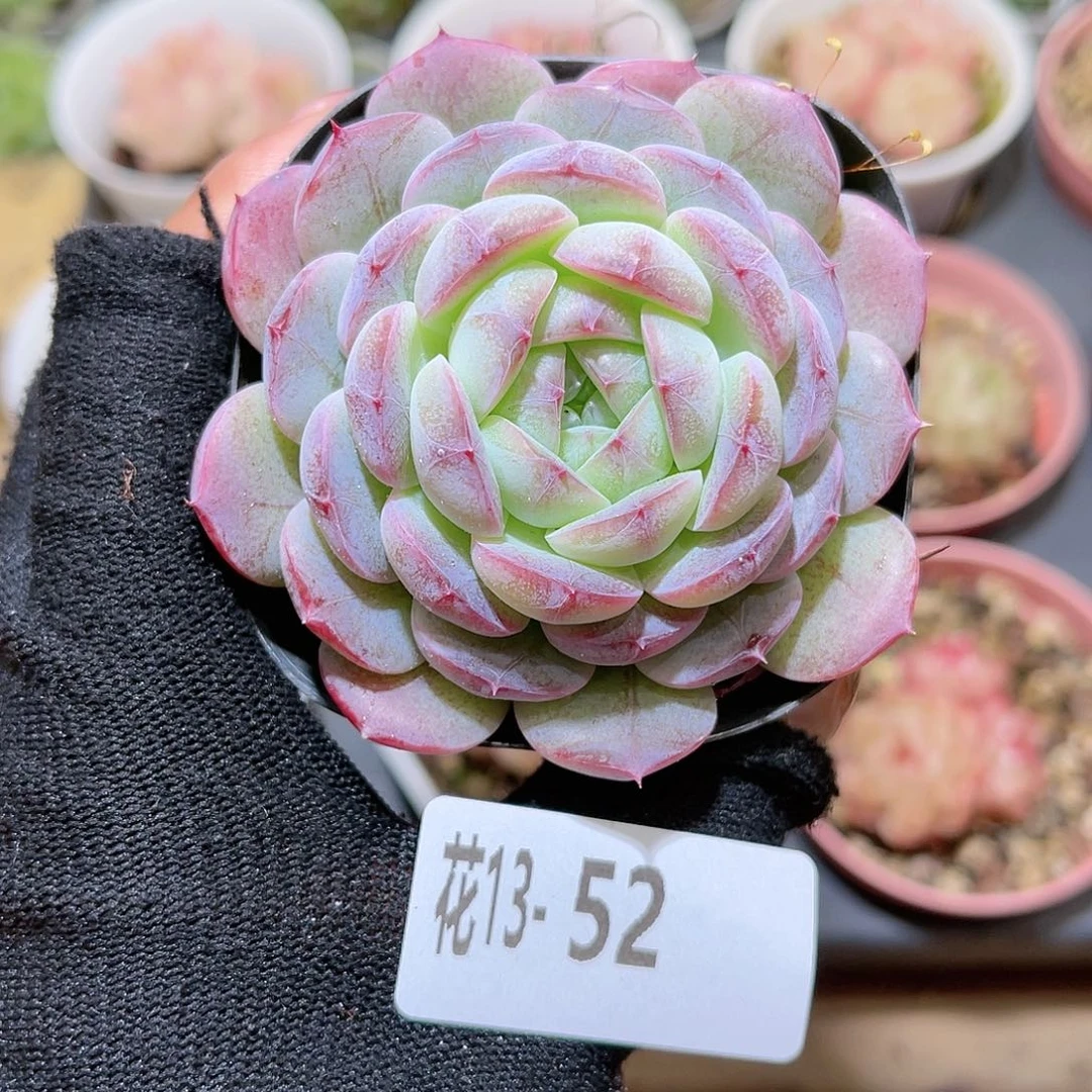 花13-52白桃汽水