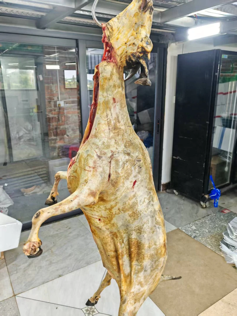 高州本地黑山羊整羊顺丰冷链包邮