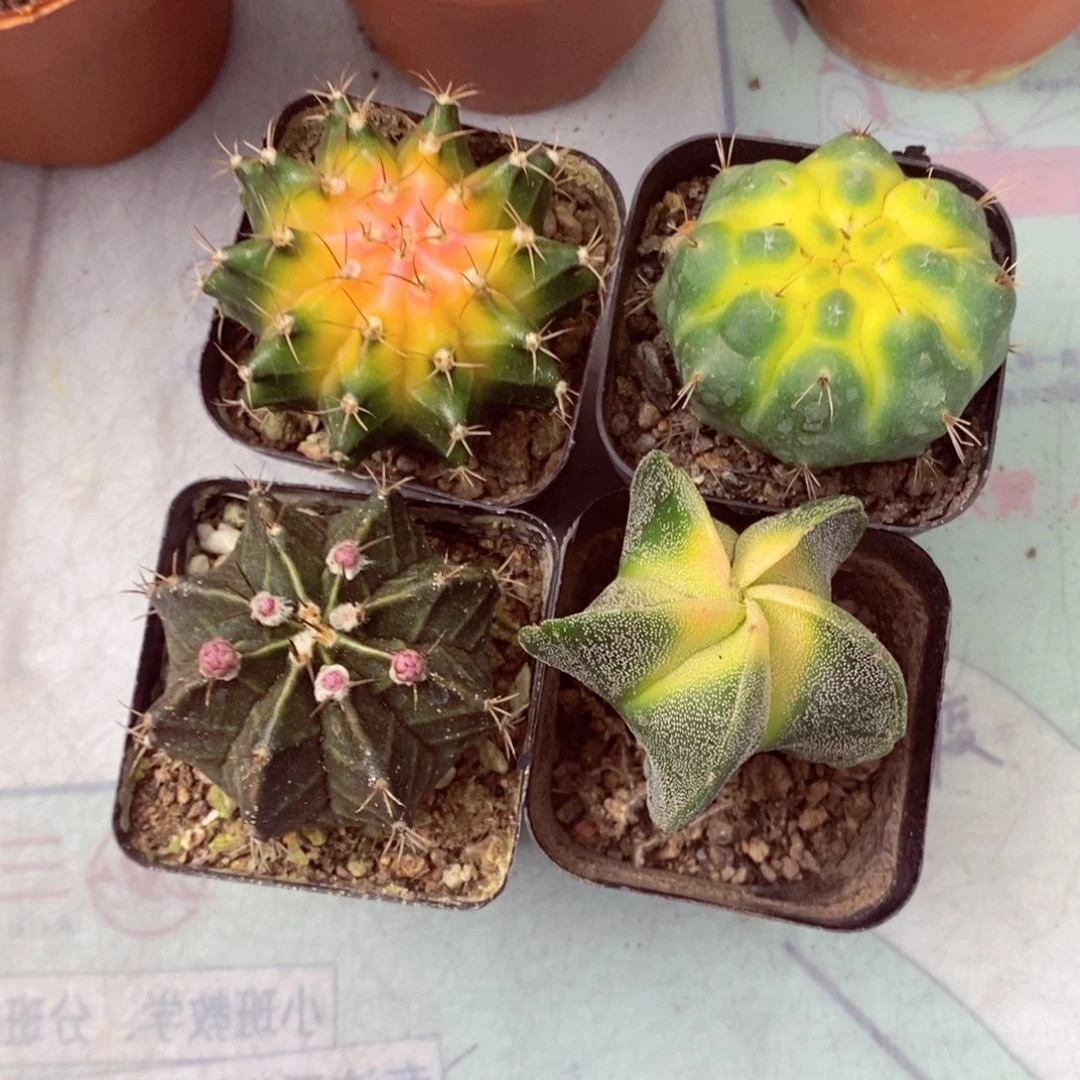 一物一拍四颗仙人球