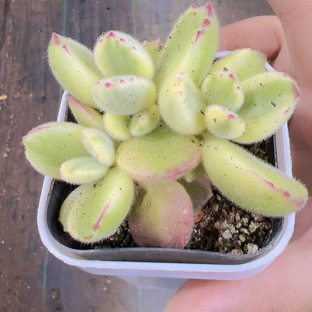 白熊19包邮植物多肉