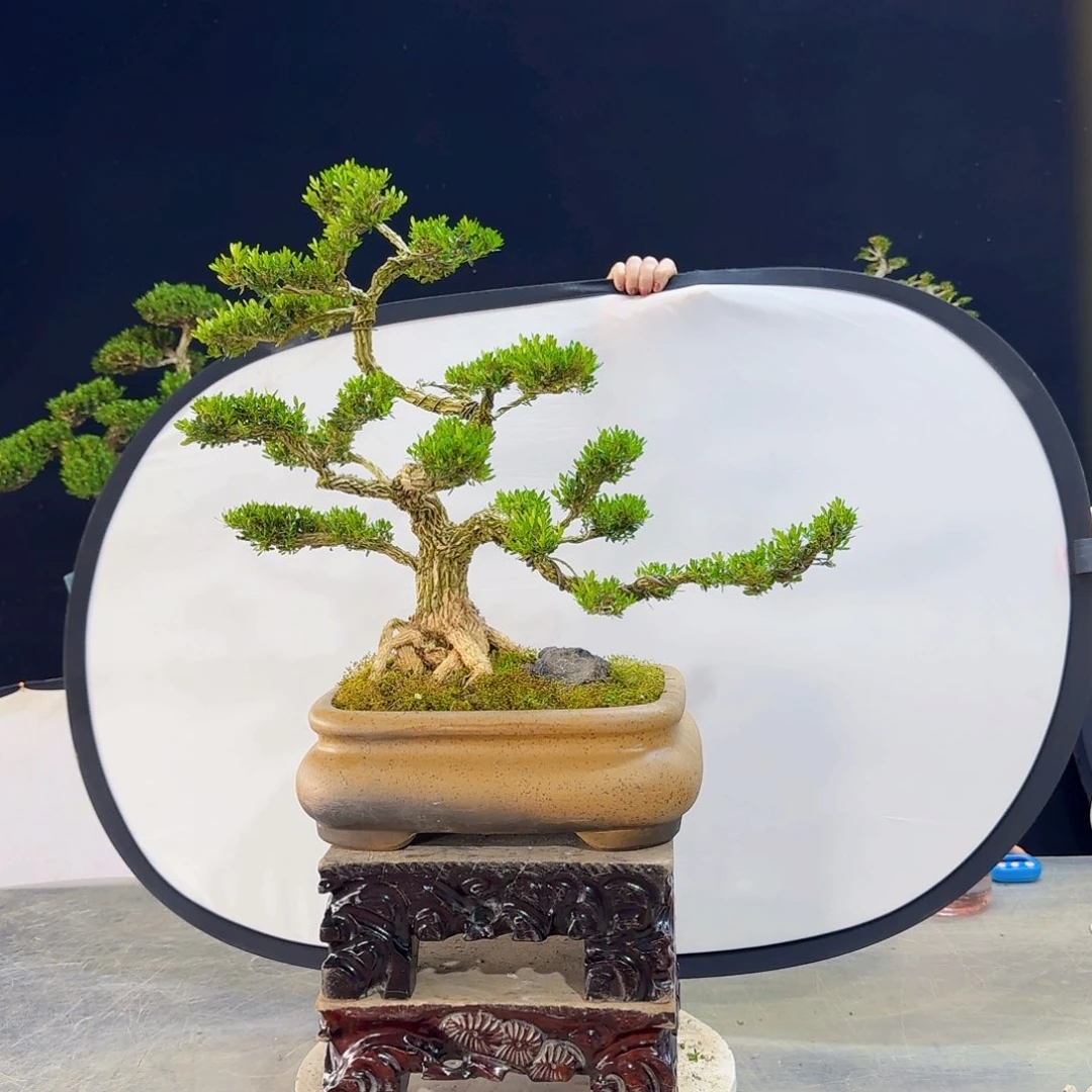 高端皱皮黄杨盆景