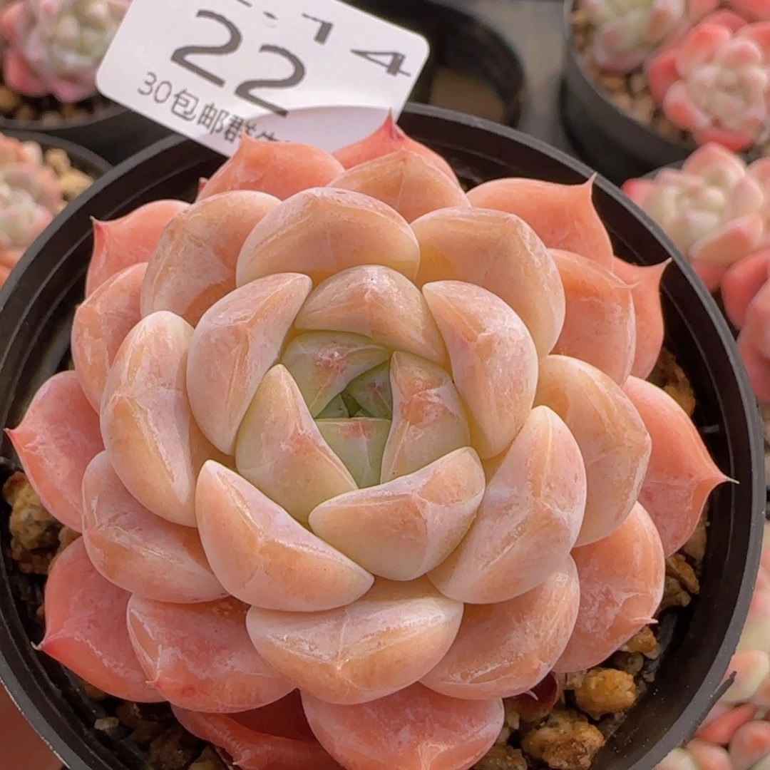 冰魄单头一颗脱土发货