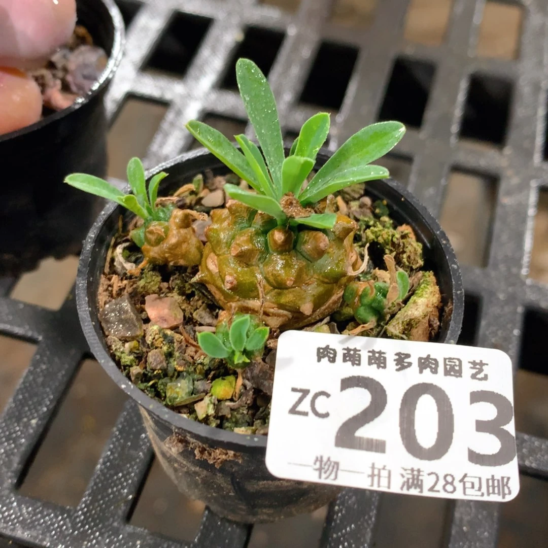 肉萌萌拇指盆精控多肉ZC203