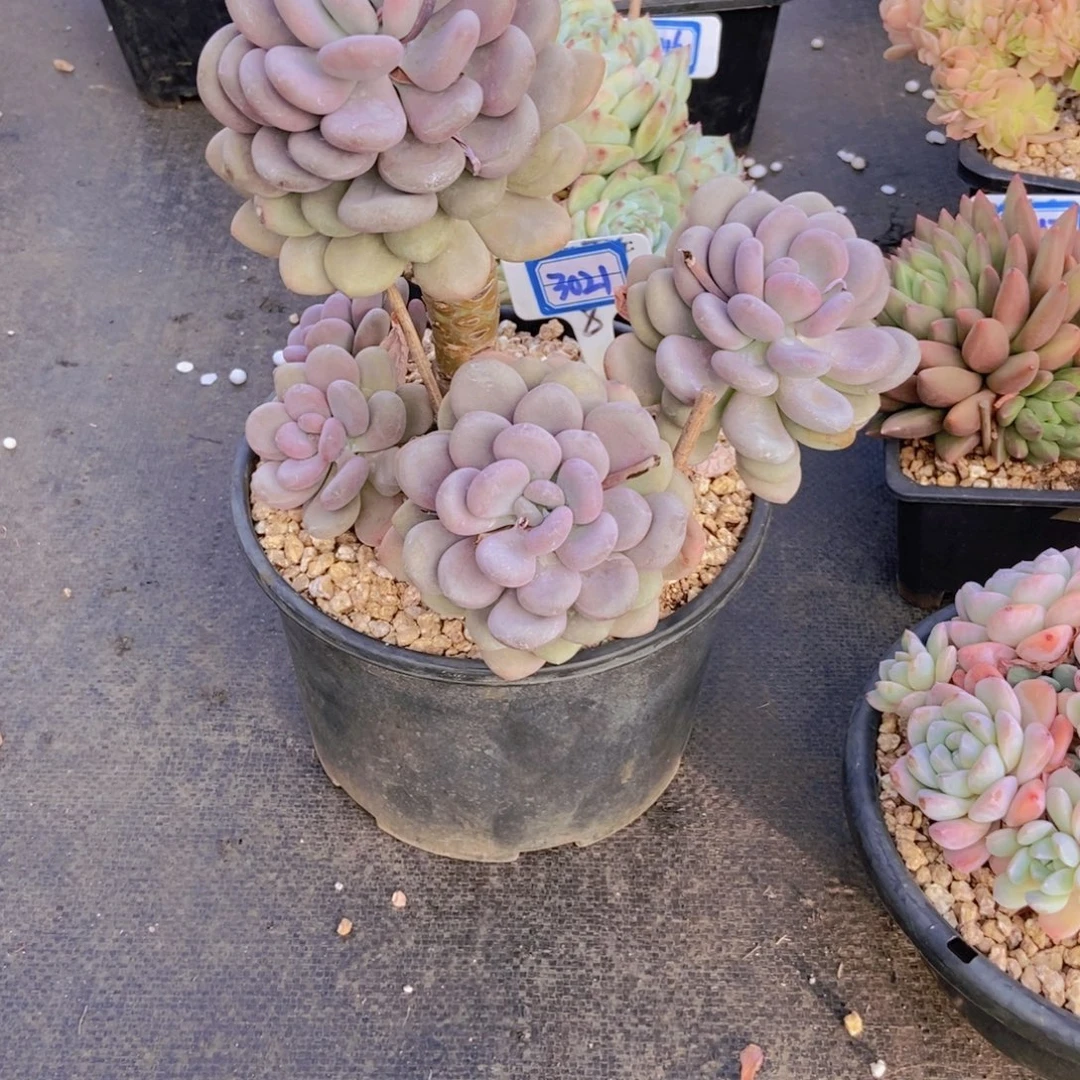 *****3021月美人一颗一颗