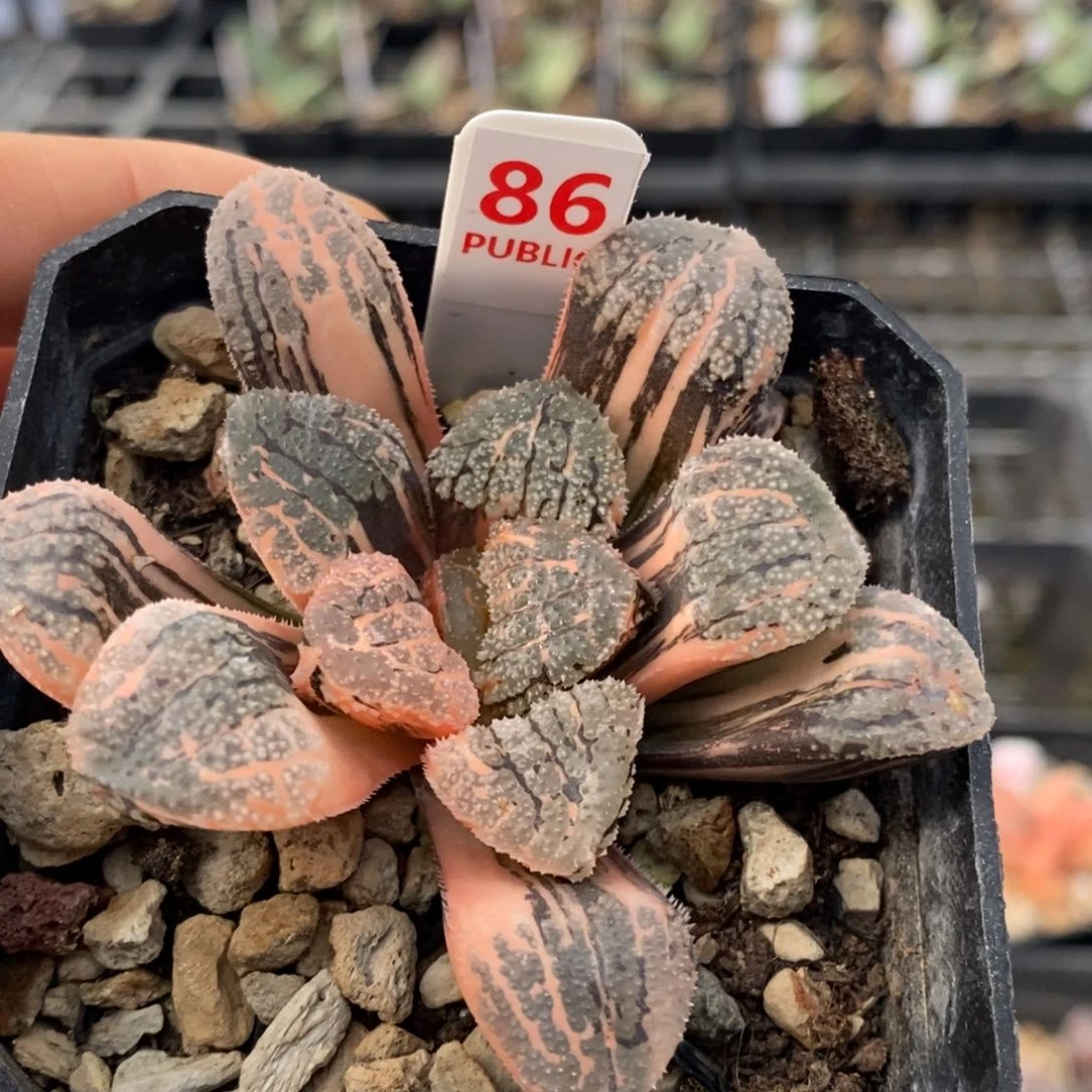 86号魔多寿锦多肉