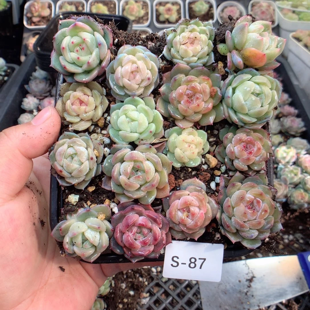 无花朵S87英语英语