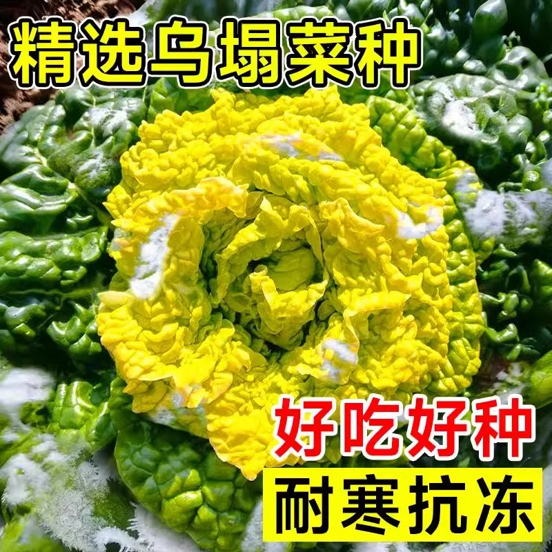 乌塌菜种子耐黄心乌种籽雪地金花白菜籽冬季黑菜蔬菜种孑青菜种籽