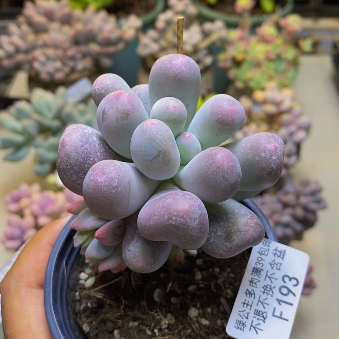 193米可奶多肉7cm