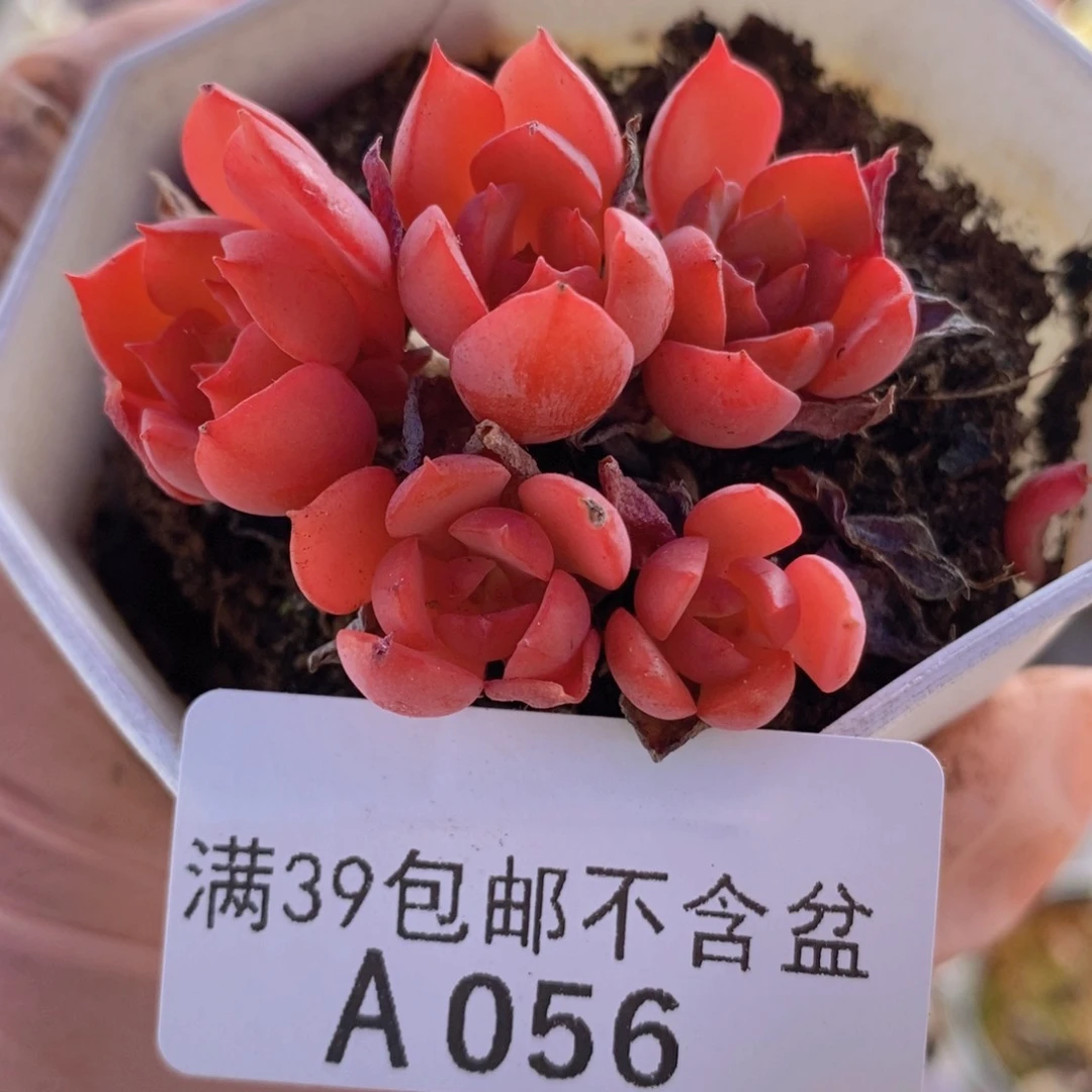 高贵6cm056多肉植物