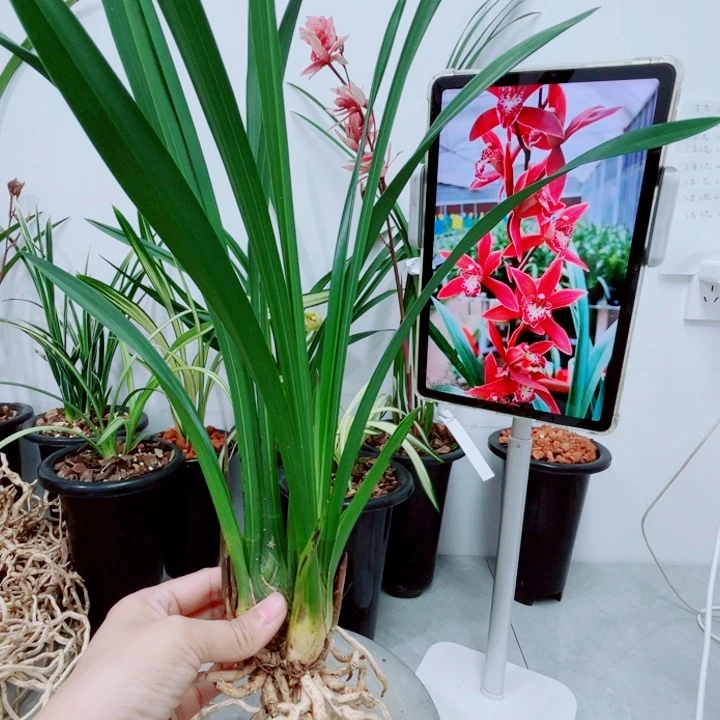 秋榜艳阳红龙头子母带花