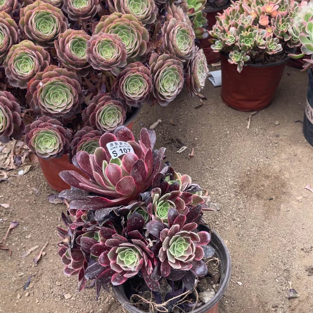 107金丝雀多肉法师断枝不包