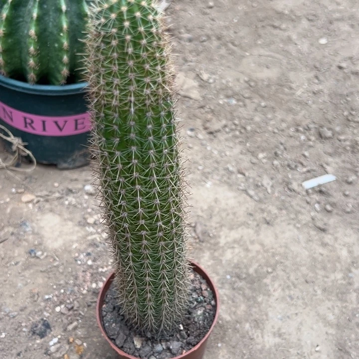 p***g吉祥如意等名家名作和