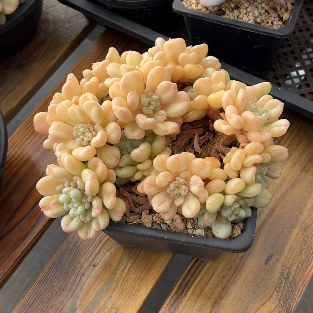 张张精品多肉甄选比尔盖茨