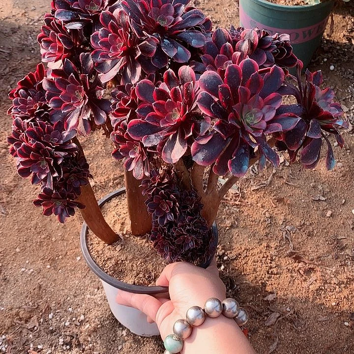 欧嘉莉朵朵脱土发货啊