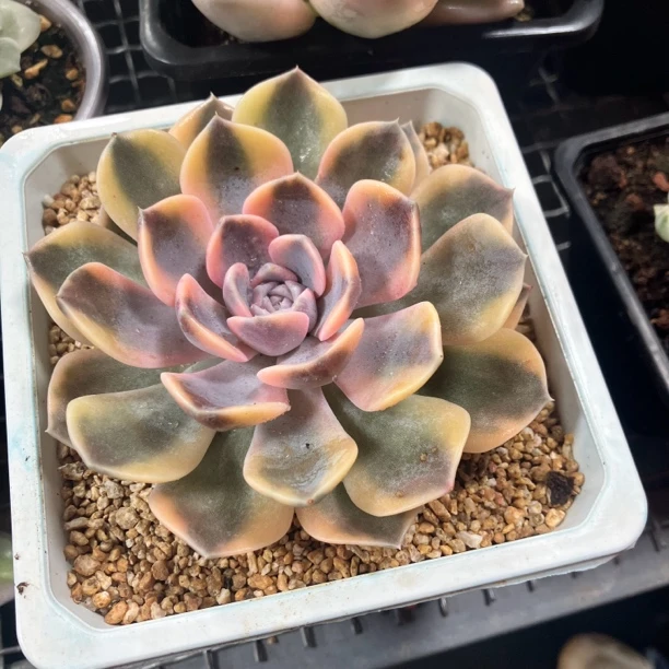汉堡覆轮锦多肉植物