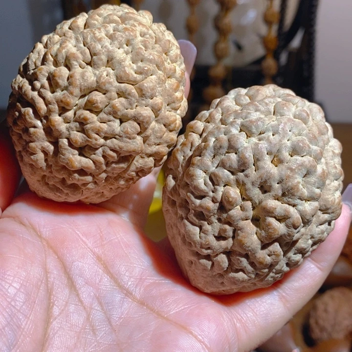 野生三瓣脑纹大金刚5062