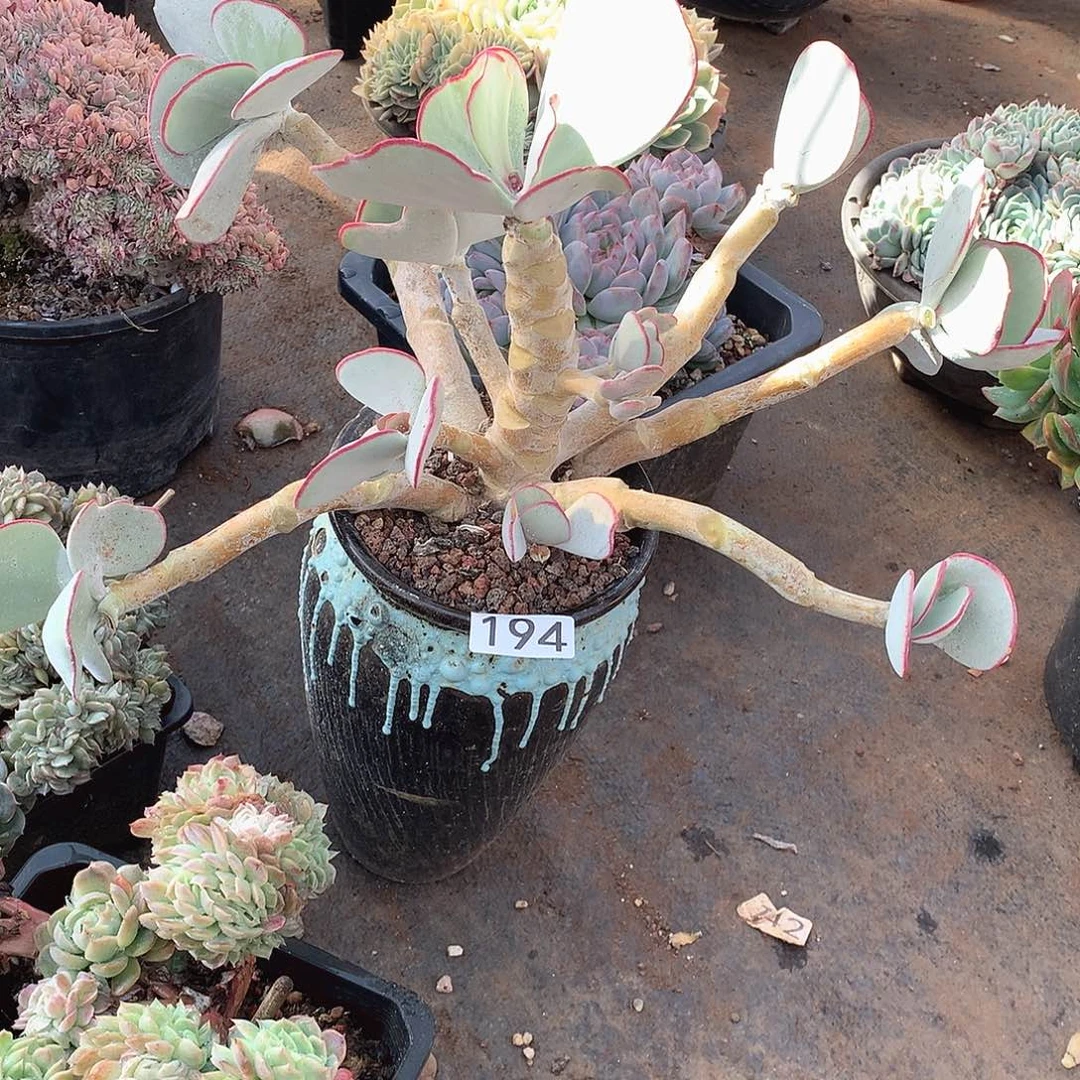 194白眉 一物一拍多肉