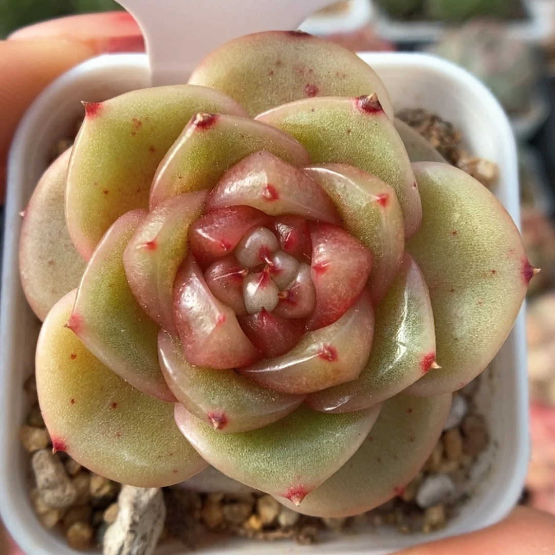 玉芷珍妮可拍449号