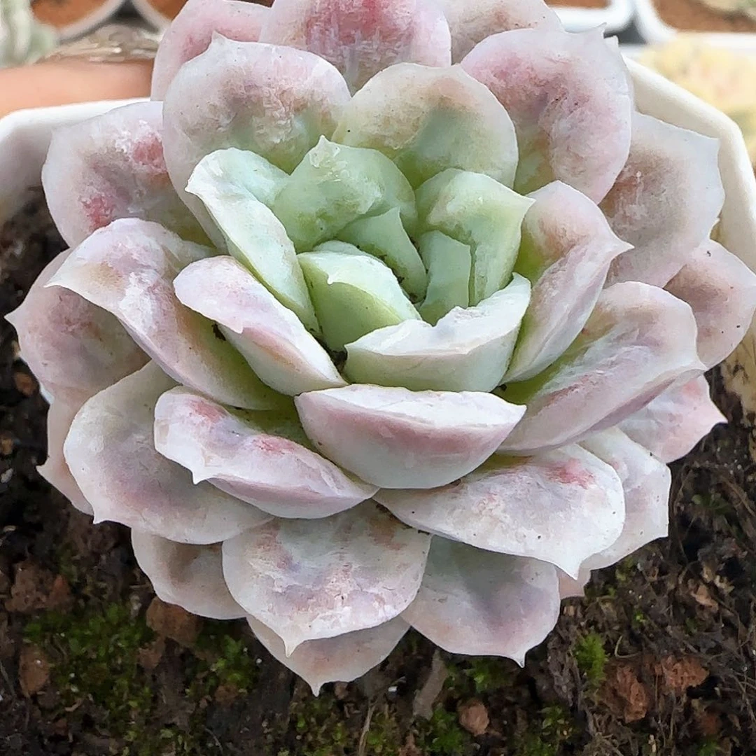 哈蒂斯三颗多肉植物