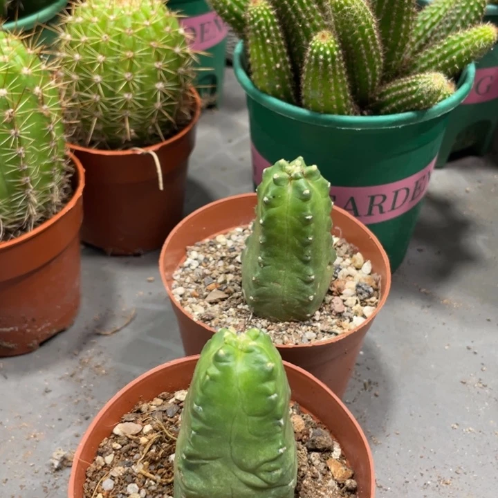 新品橙花桃太郎一杯