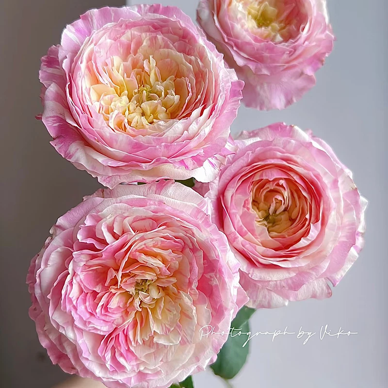 【莫奈】玫瑰【3单包邮顺丰空运/95%市区次日达】