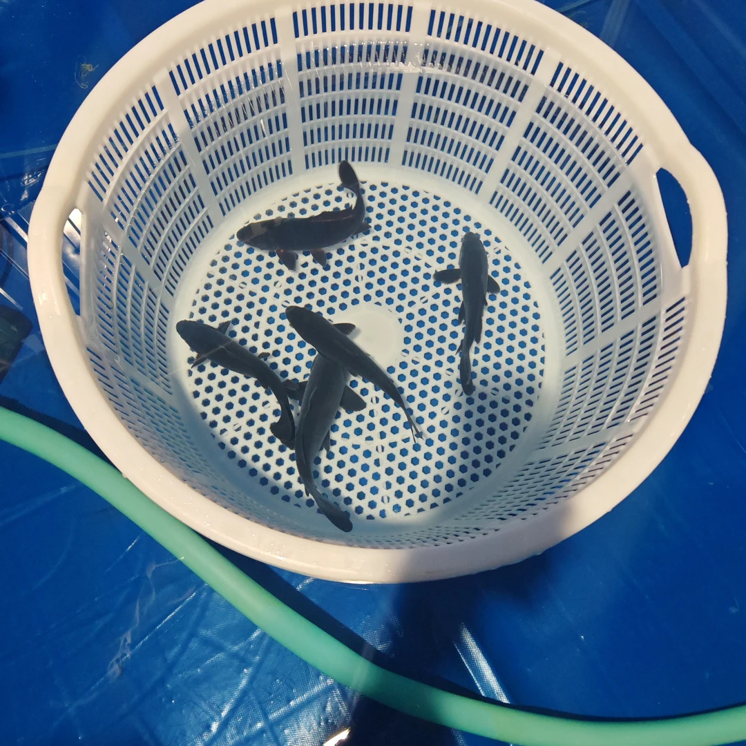 黑色大锦鲤，黑包金