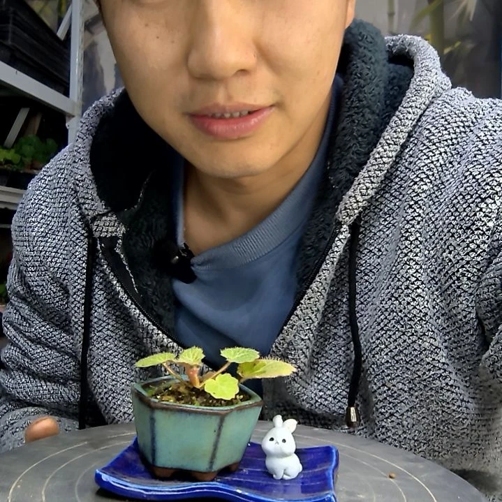 晗中青园艺一物一拍487