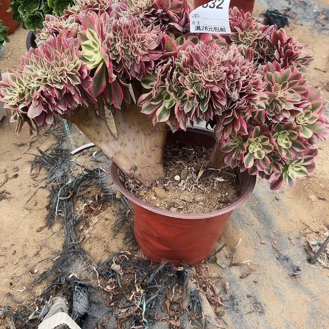 832粉女巫缀多肉植物