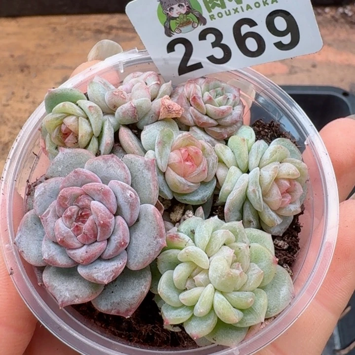 多肉植物多肉植物