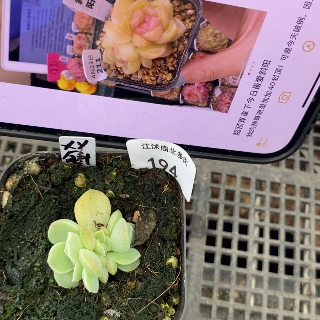 标签194斜阳一个多肉