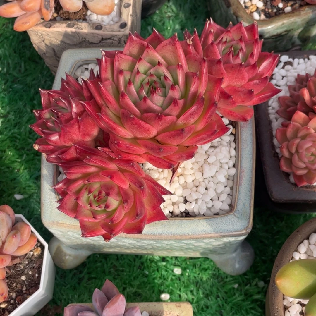 红龙多肉植物盆栽多肉