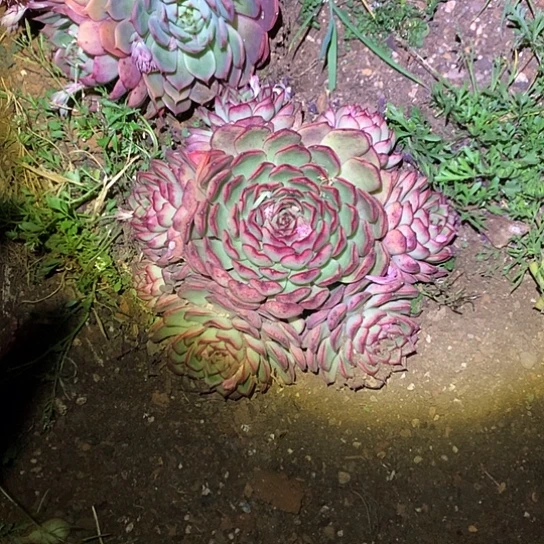 花*每日特价活动开始了